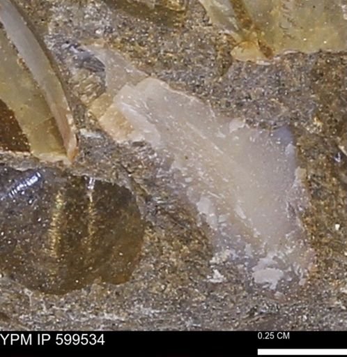 undet. Mollusca