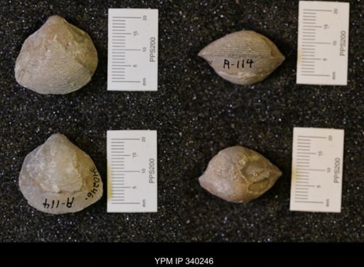Protocardia sp.