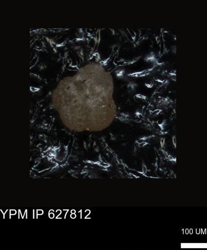 undet. Foraminiferida