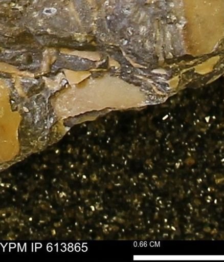 Collignoniceras sp.