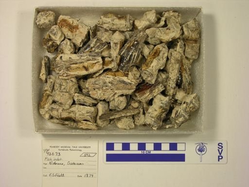 Cimolichthys sp.
