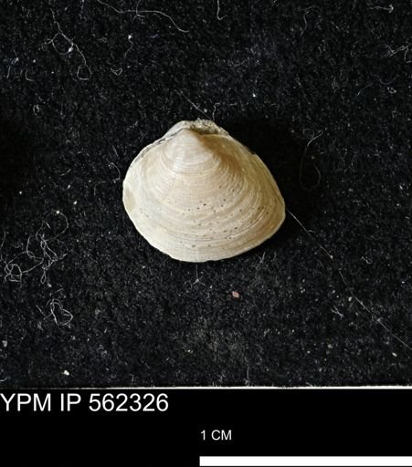 Limopsis striatopunctatus