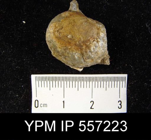 Atrypa reticularis
