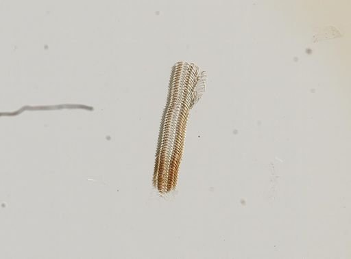 Somatogyrus subglobosus