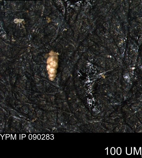 Verneuilinoides kansasensis