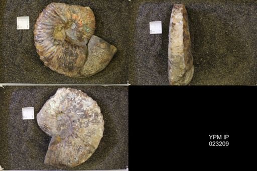 Jeletzkytes nebrascensis