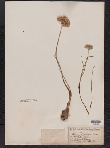 Allium