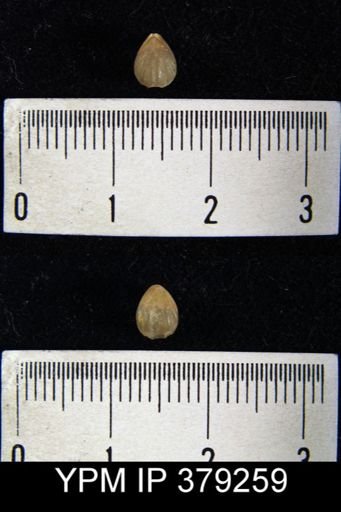 Camarotoechia acinus