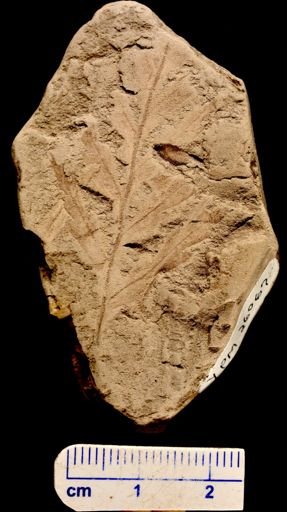Asplenium dicksonianum