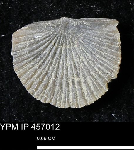Stropheodonta sp.