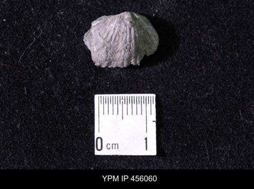 Platystrophia sp.
