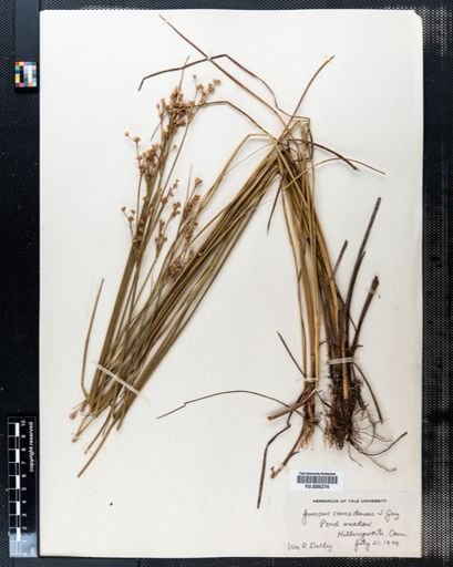 Juncus canadensis
