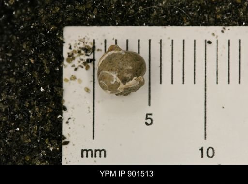 Euspira sp.
