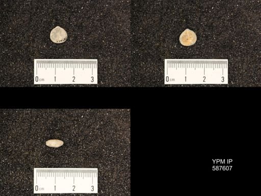 Rhipidomella hybrida