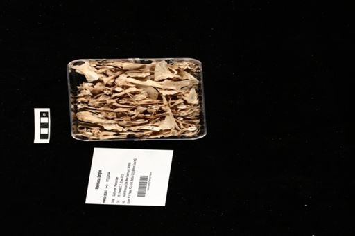 Macrourus berglax