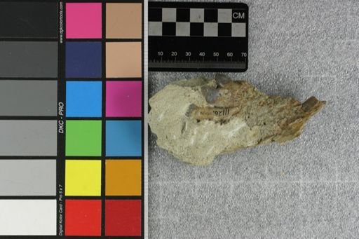Bothriodon sp.