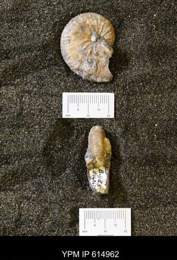 Discoscaphites sp.
