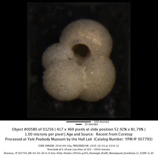 undet. Foraminiferida