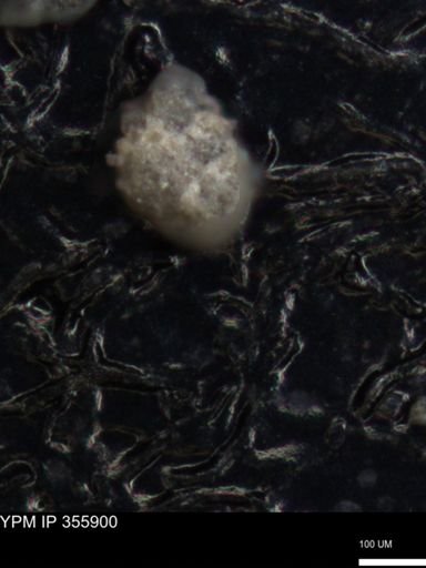 undet. Foraminiferida