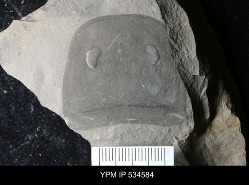 Eurypterida