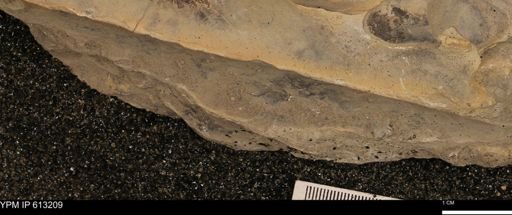 Baculites sp.