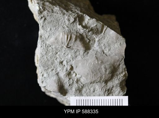 Sowerbyella sp.