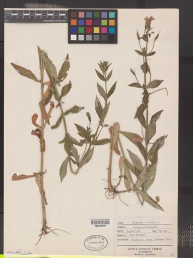 Mimulus ringens