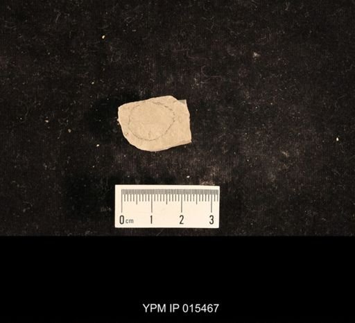 Lemmatophora typa
