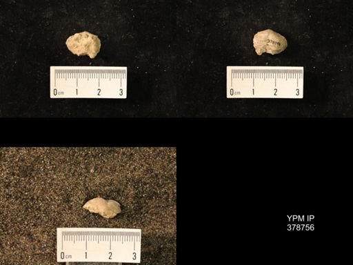 Marginifera wabashensis