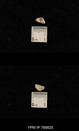 taxon undetermined