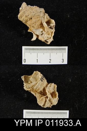 Richthofenia permiana