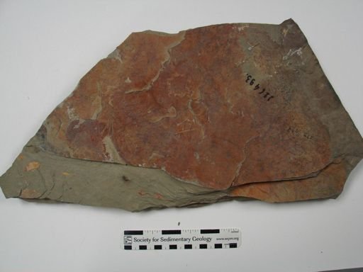 Hamptonia sp.