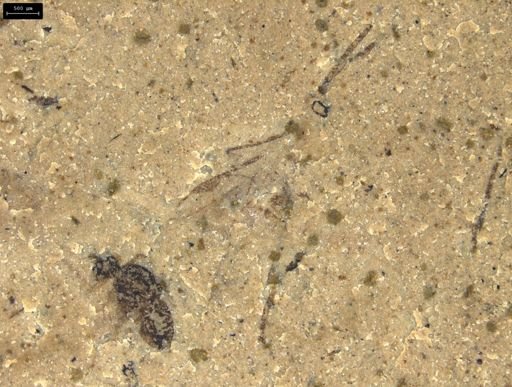 Insecta
