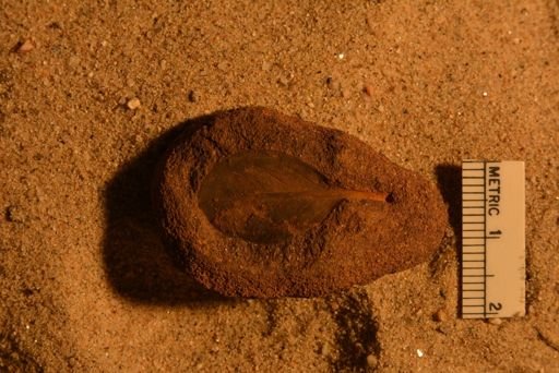 Andromeda pfaffiana