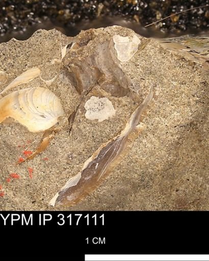 undet. Bivalvia