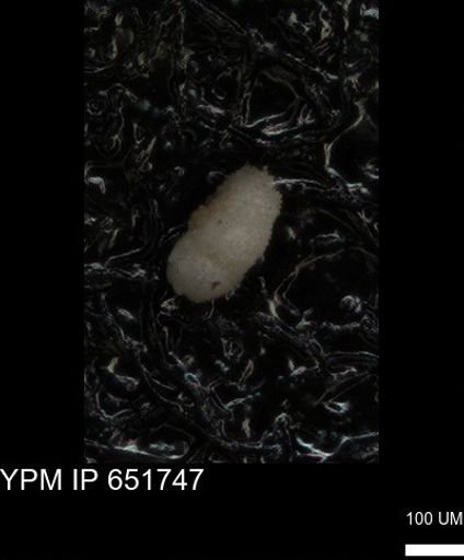 undet. Foraminiferida