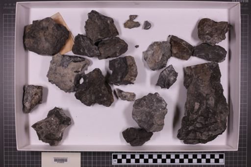 mixed taxa, stratigraphic collection