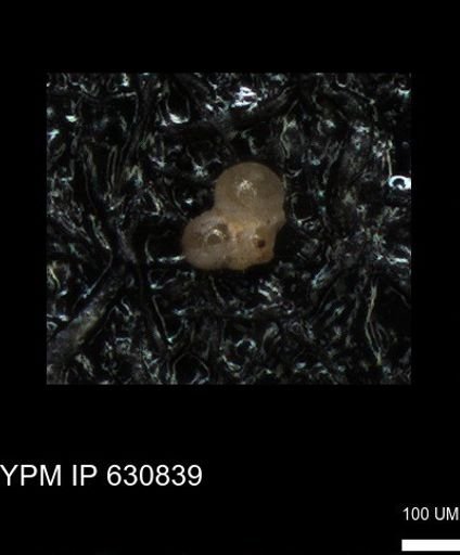 undet. Globigerinina