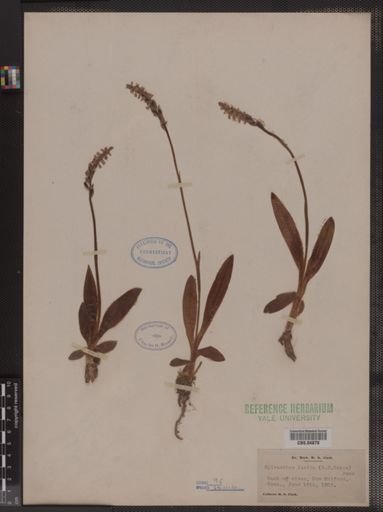 Spiranthes lucida