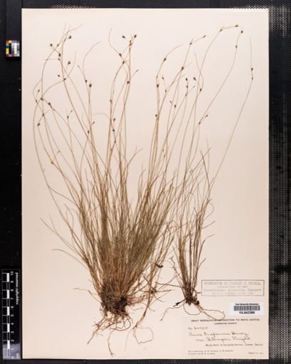 Carex trisperma