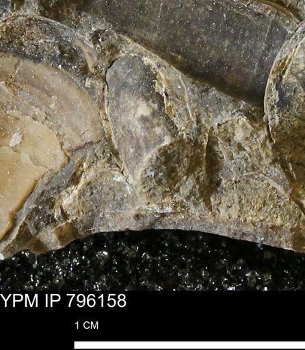 undet. Mollusca