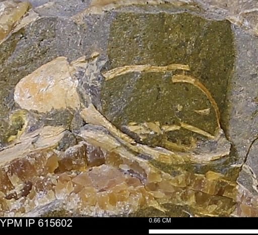 undet. Bivalvia