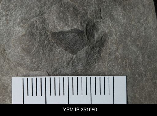 undet. Eurypterida