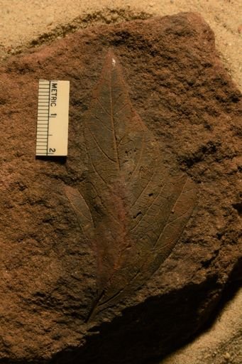 Angiospermopsida