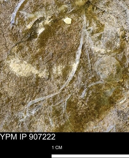 undet. Bivalvia