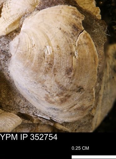 Limopsis striatopunctatus