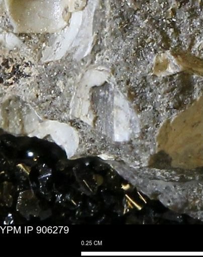 undet. Bivalvia