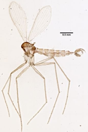 Lutzomyia cruciata