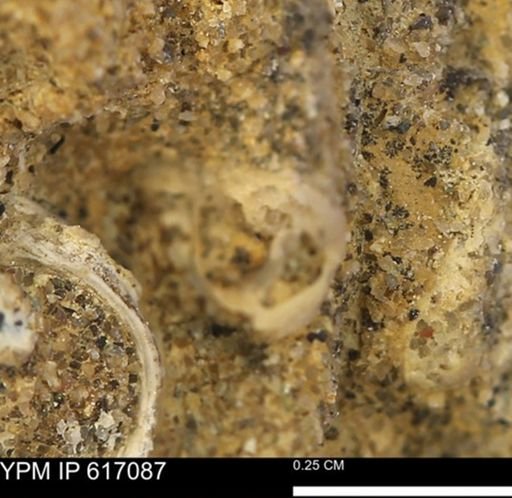 Turritella