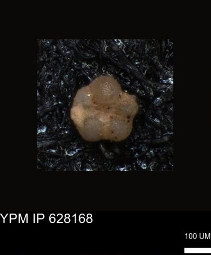 undet. Foraminiferida
